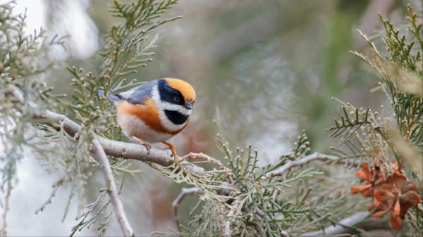 北京密云发现新物种，实属生僻！